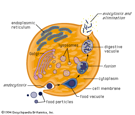 Animal Cell With Vacuole. plant cell vacuole animal cell